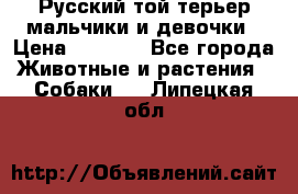 Русский той-терьер мальчики и девочки › Цена ­ 8 000 - Все города Животные и растения » Собаки   . Липецкая обл.